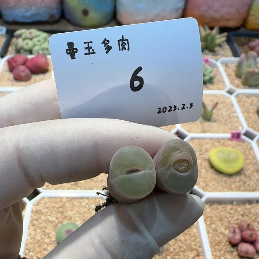 ?****欧多肉多肉多肉2025.2.5-006