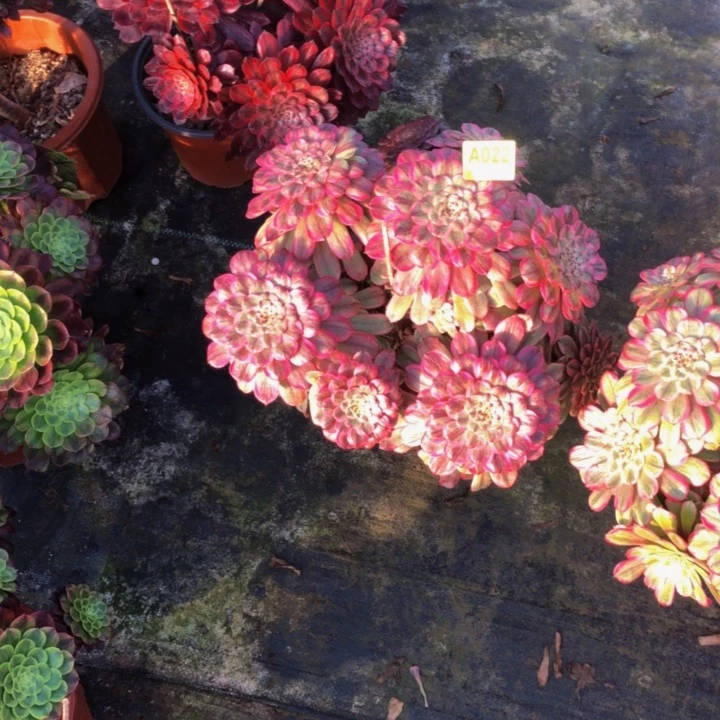 粉黛优选多肉0220000000