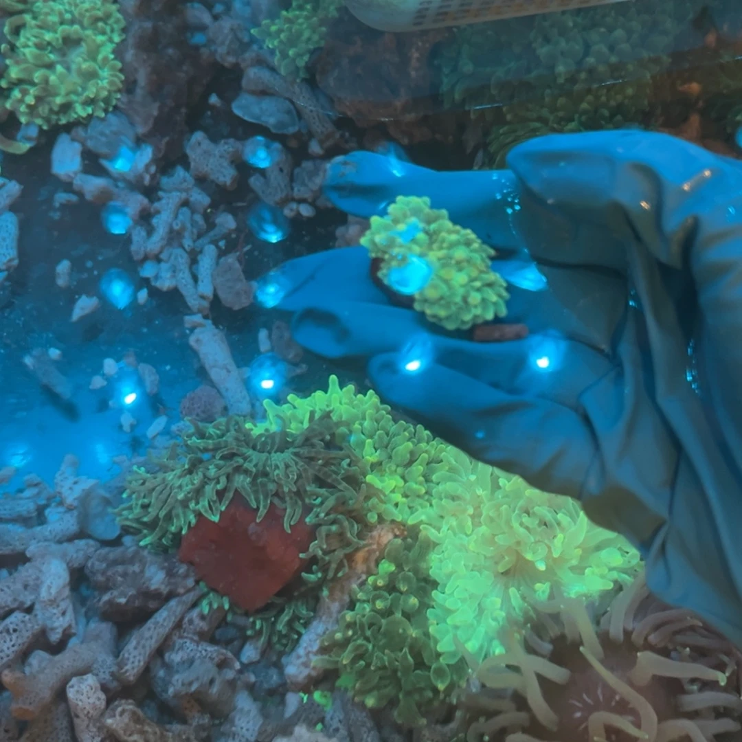 A***雷奶嘴海葵迷你奶嘴111111