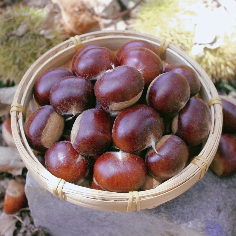【头茬红壳山栗子】云南2025新鲜红皮栗子生吃脆甜熟吃粉糯易剥内皮