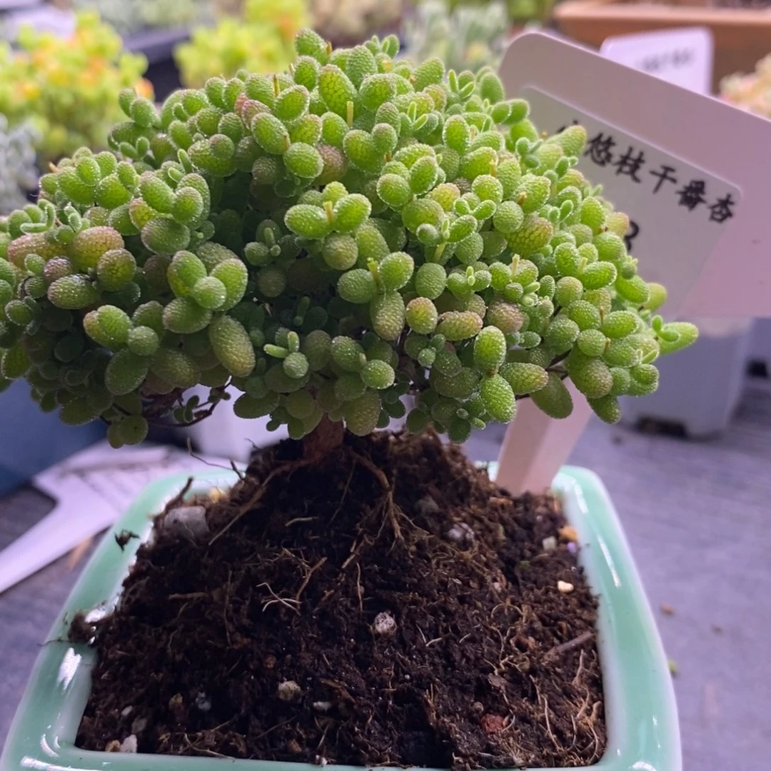 明****o693蜜桔不带盆。