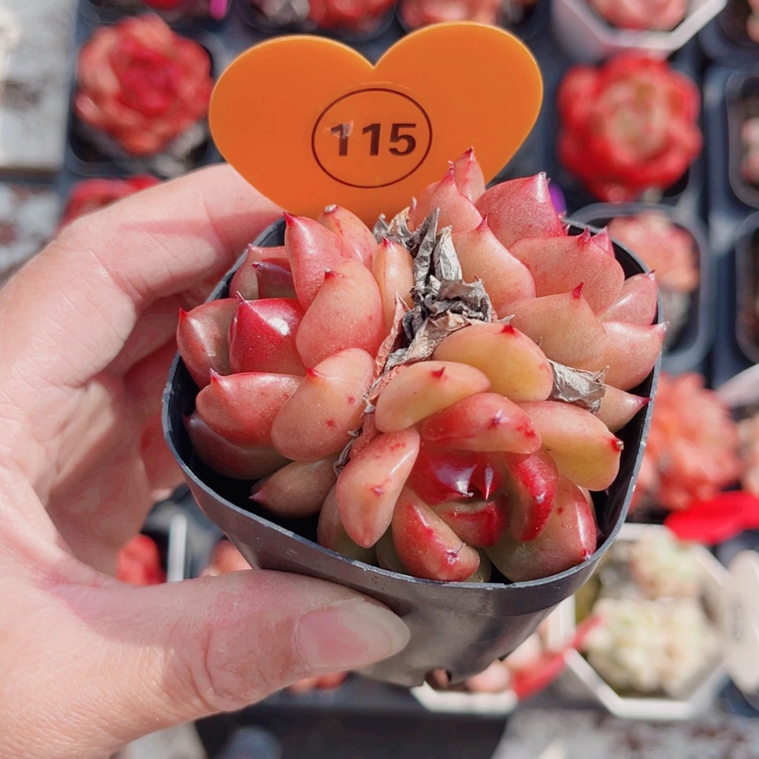 115号小老桩安可珍妮群