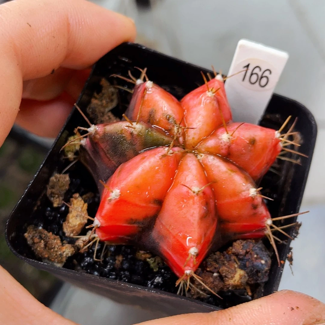 非偏远地区满25包邮仙人球