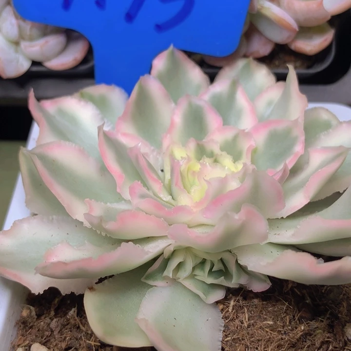 a73紫蝴蝶锦带崽发货