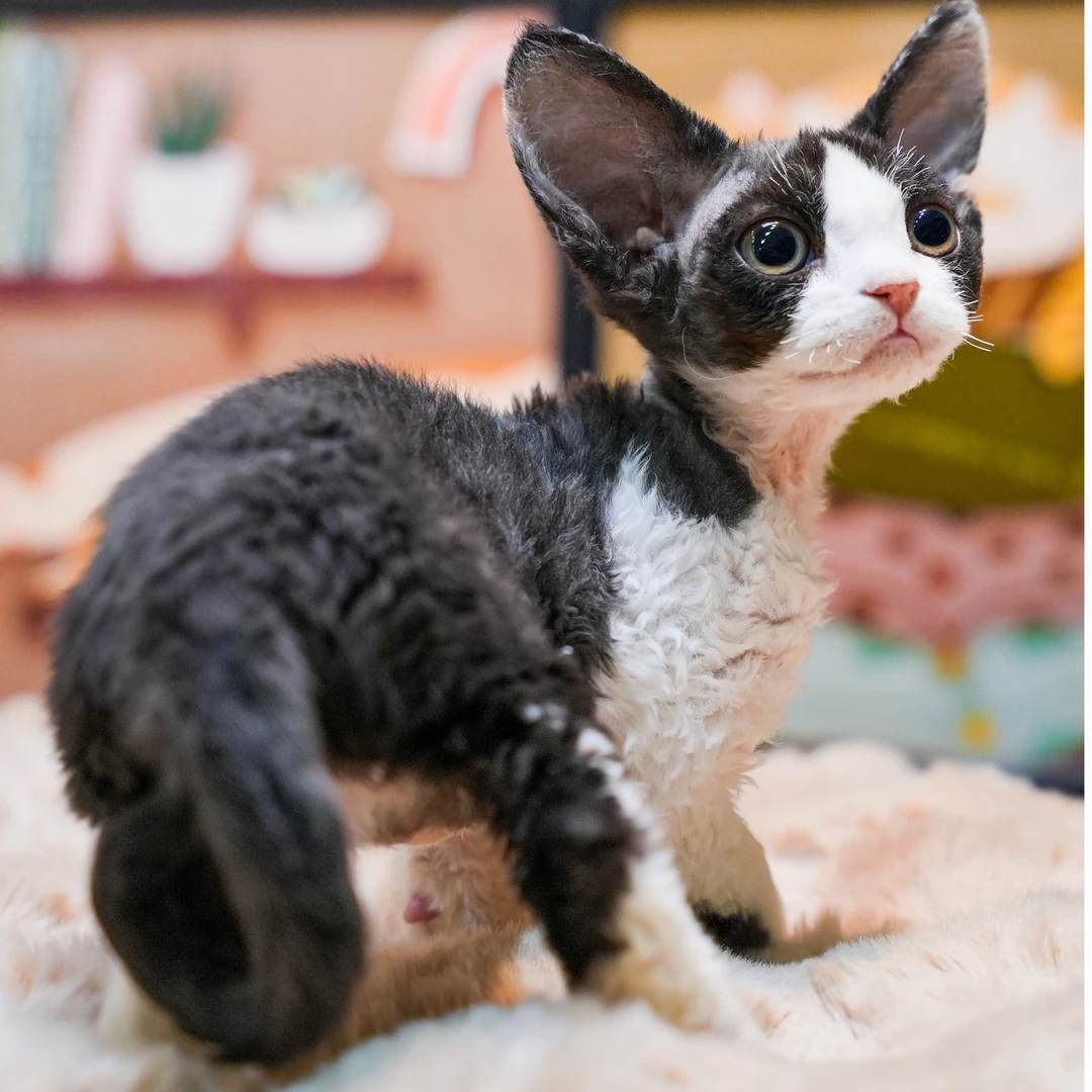 0901黑白开脸妹妹-米兔