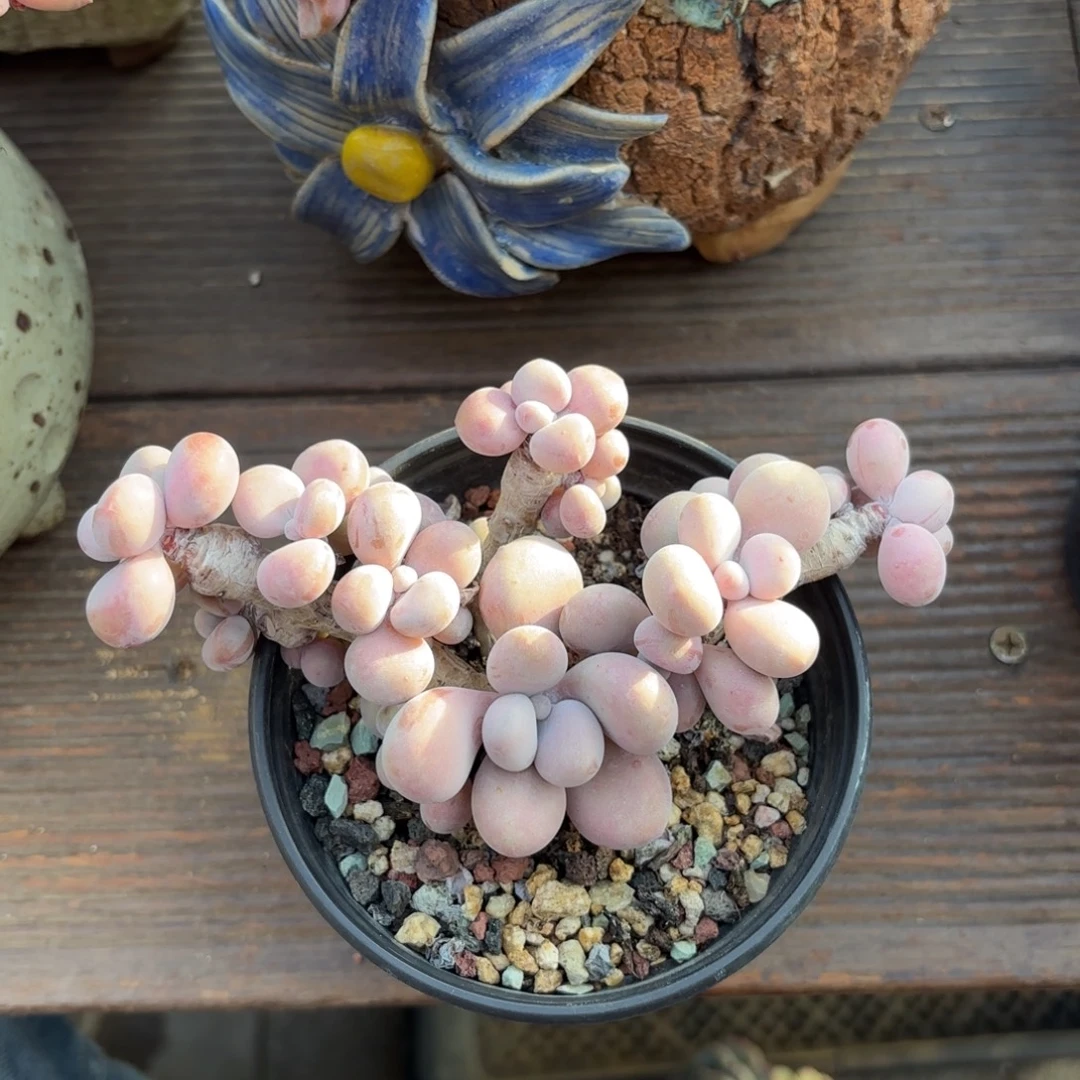 无花朵腰子蛋111111