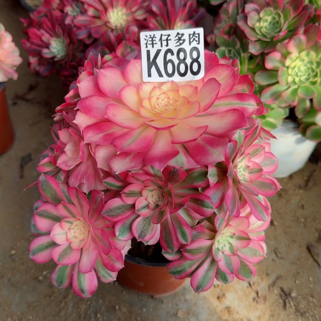 688倾程法师园艺官服20左右