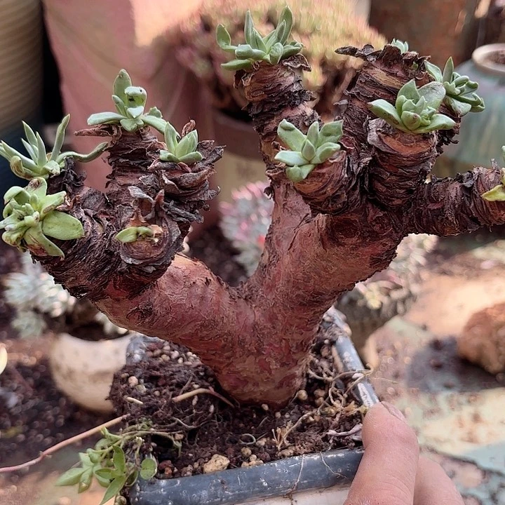 仙女杯瑕疵不售后