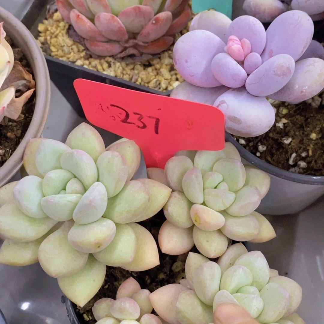 开心多肉，首播2欢迎