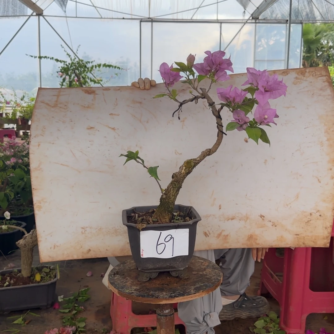 大部分花苞少量开放金夫人 69