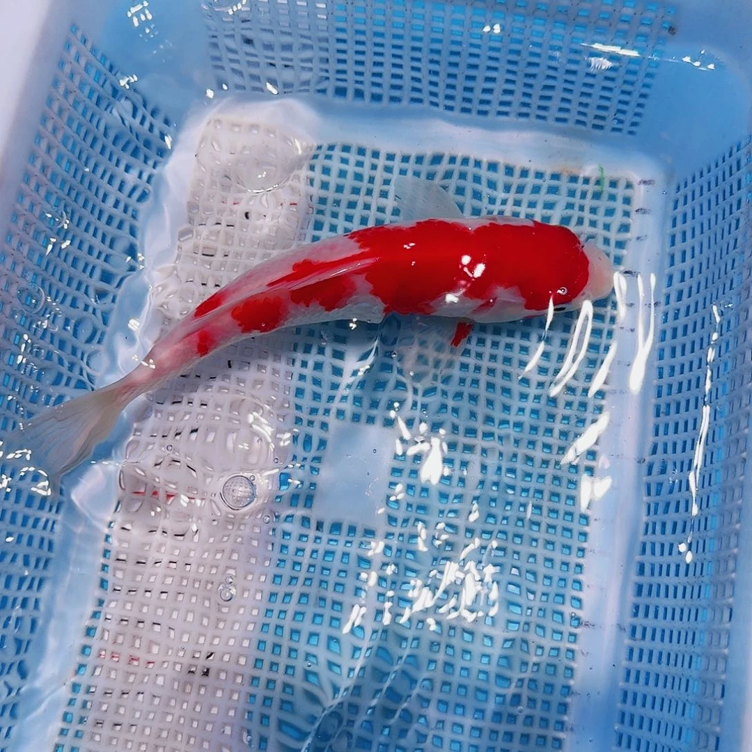 锦鲤锦鲤观赏鱼一物一拍