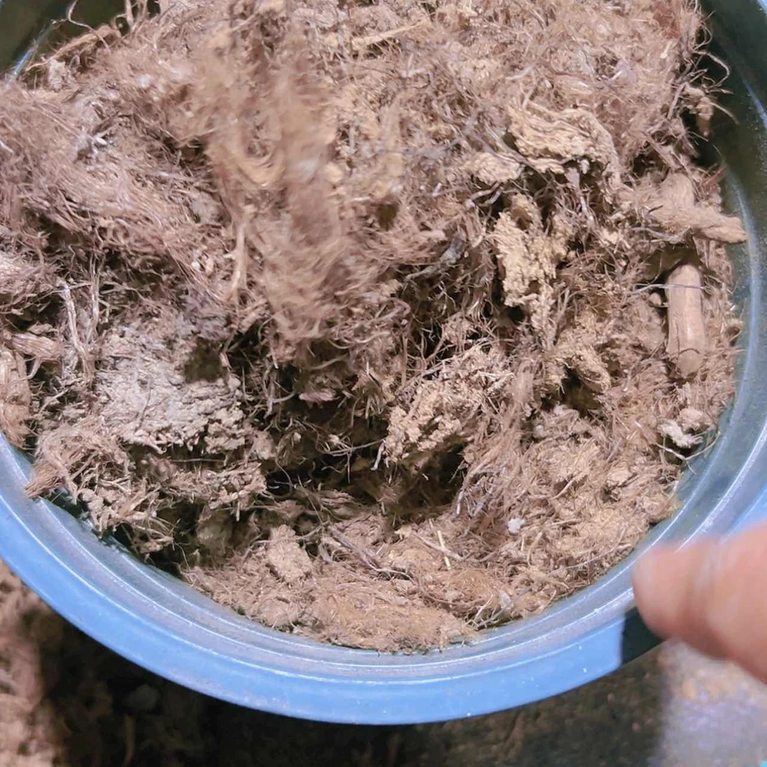 【闪购商品】粗泥潭多肉