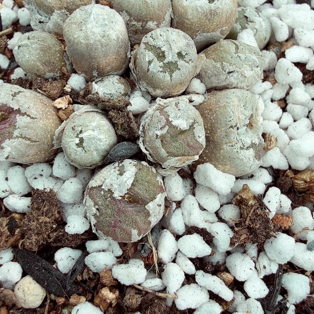 是一个不想被束缚272好