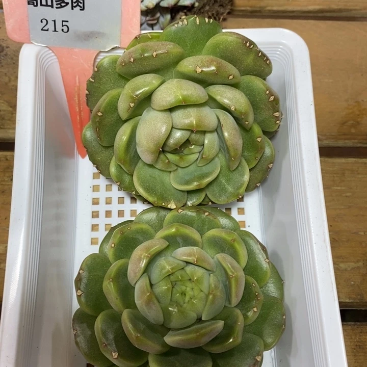 D215- 直播福利 皮爱拉珍妮两颗