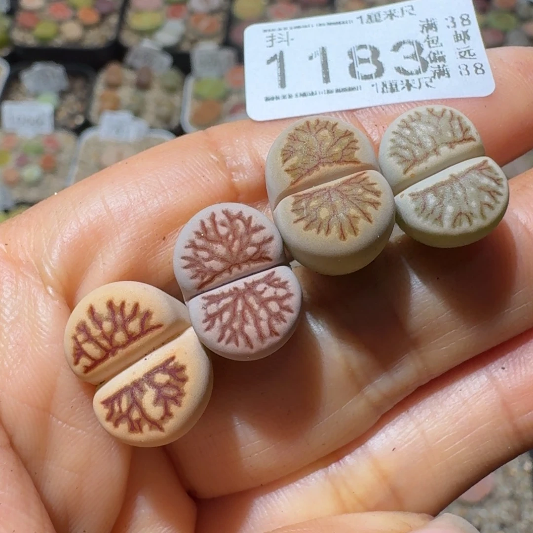 Sss生石花清货1183
