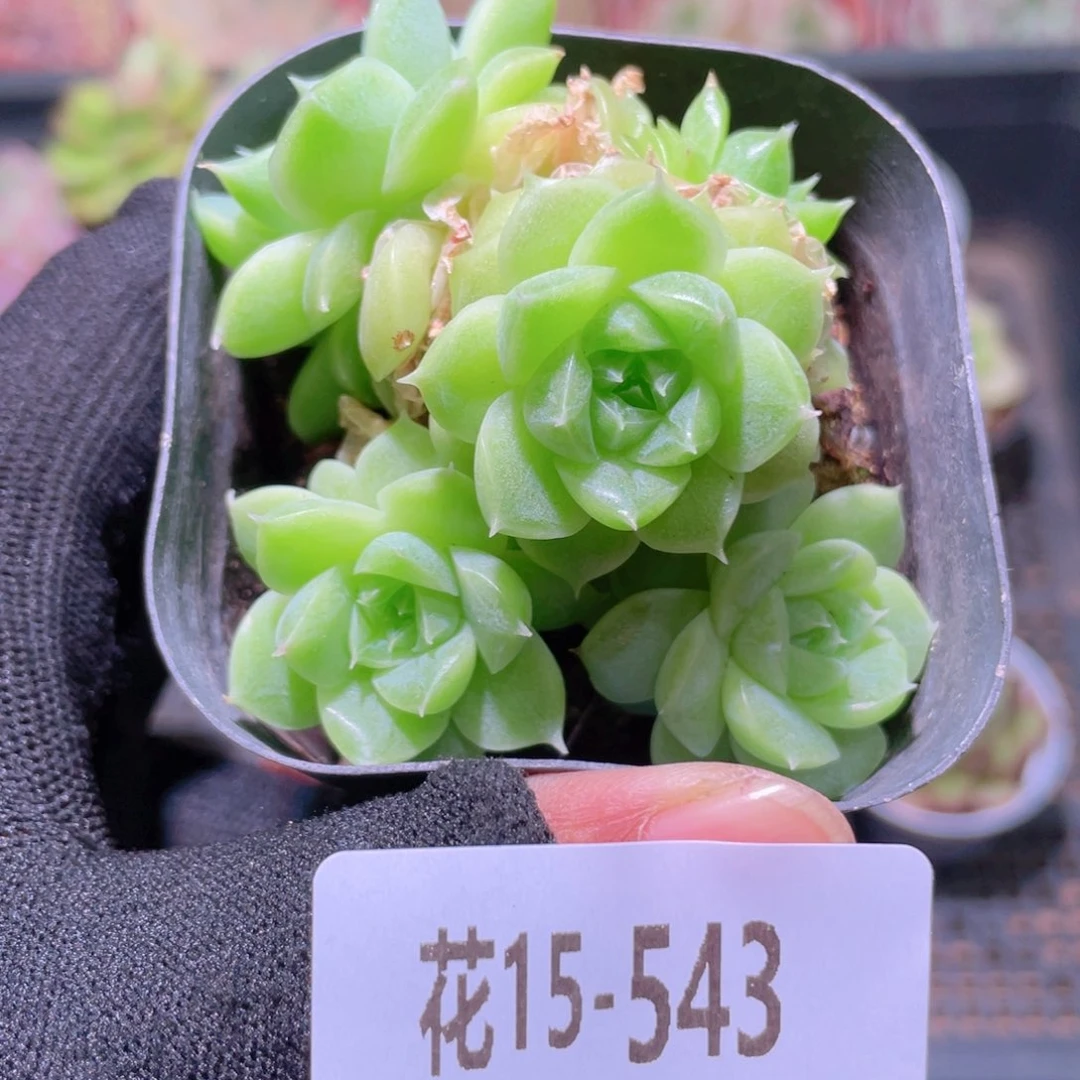 花利美15- 543麦秆
