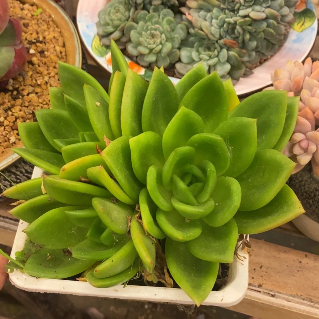 ****️多肉植物肉肉植物