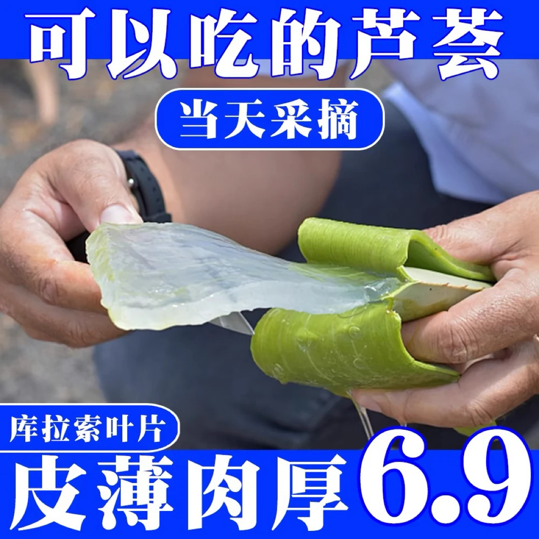 食用芦荟叶片美容专用库拉索芦荟盆栽绿植大叶片多肉植物灌肤补水