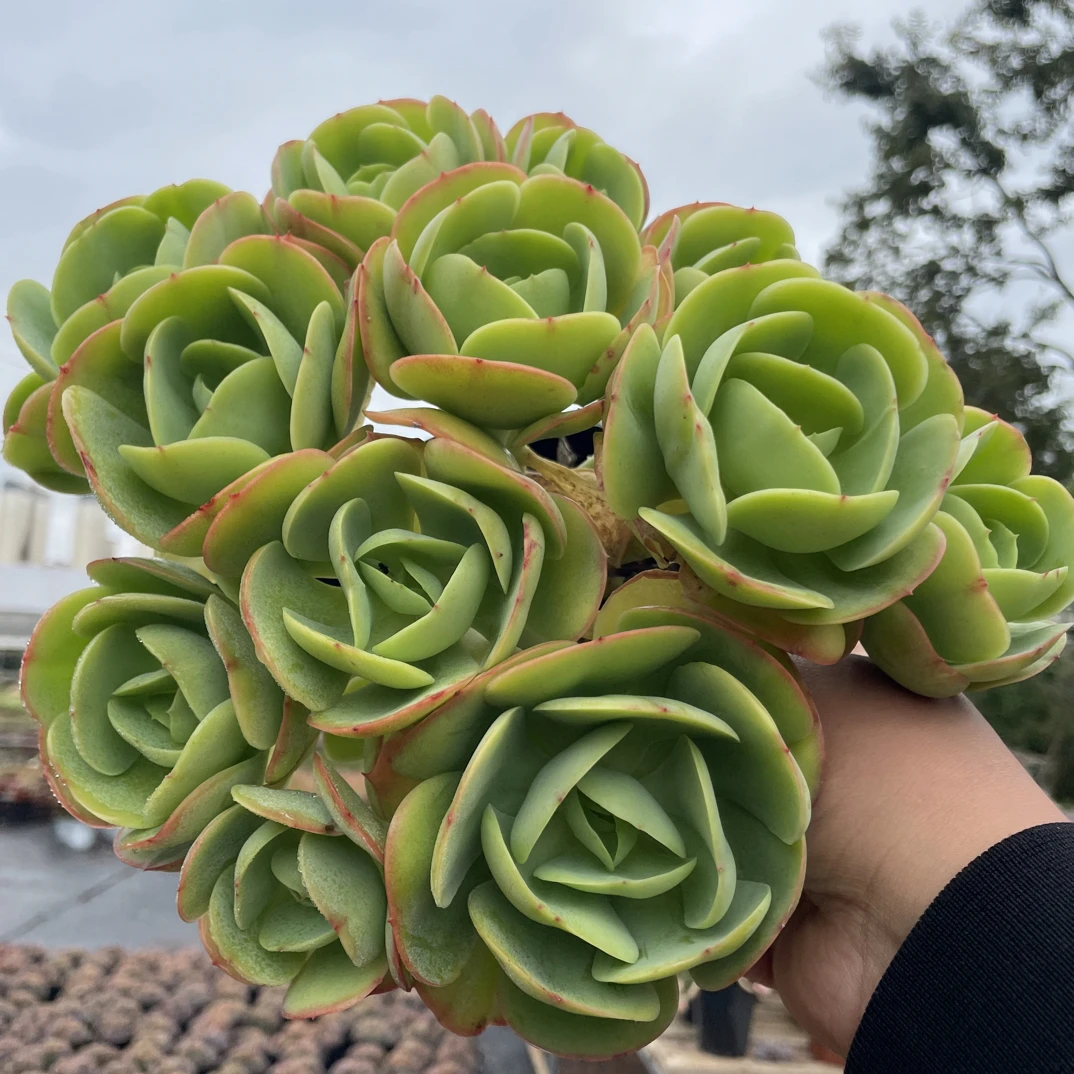 碧桃 金金精品多肉植物