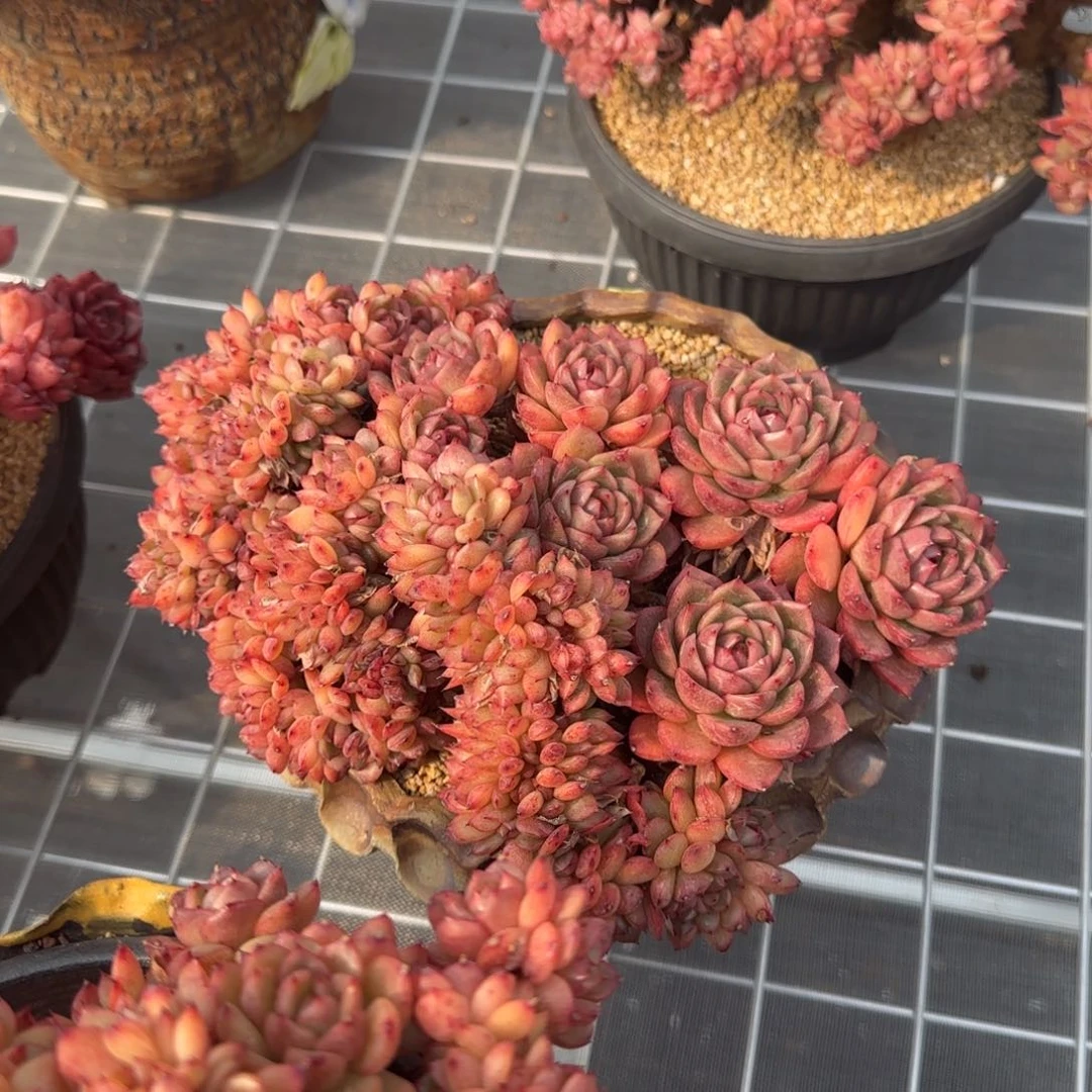 小**?从前慢花园多肉精选0217-3