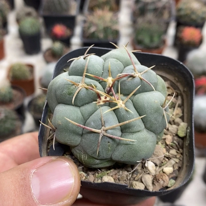 实生白肌天晃特价