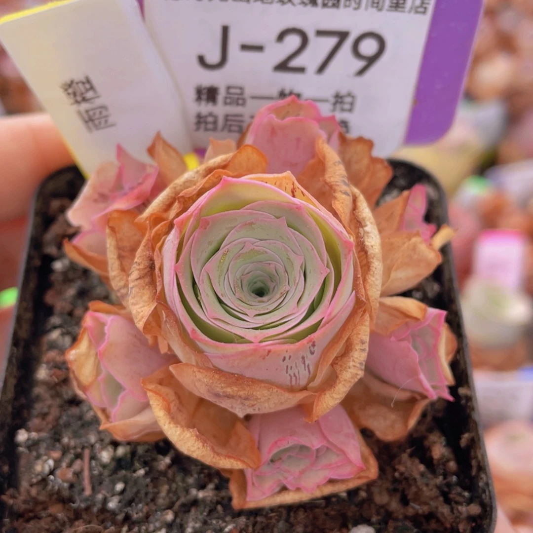 山地玫瑰雨橙J279