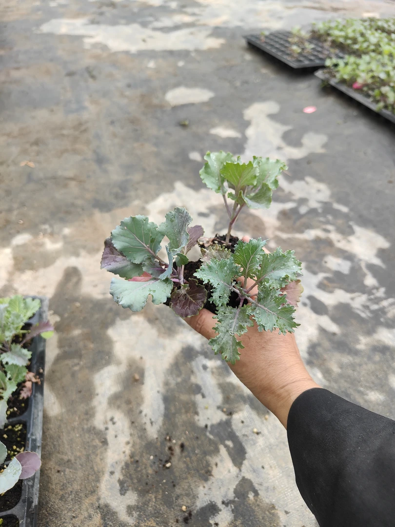 【幸运小花园】羽衣甘蓝混色小苗(15颗，带土球发货)