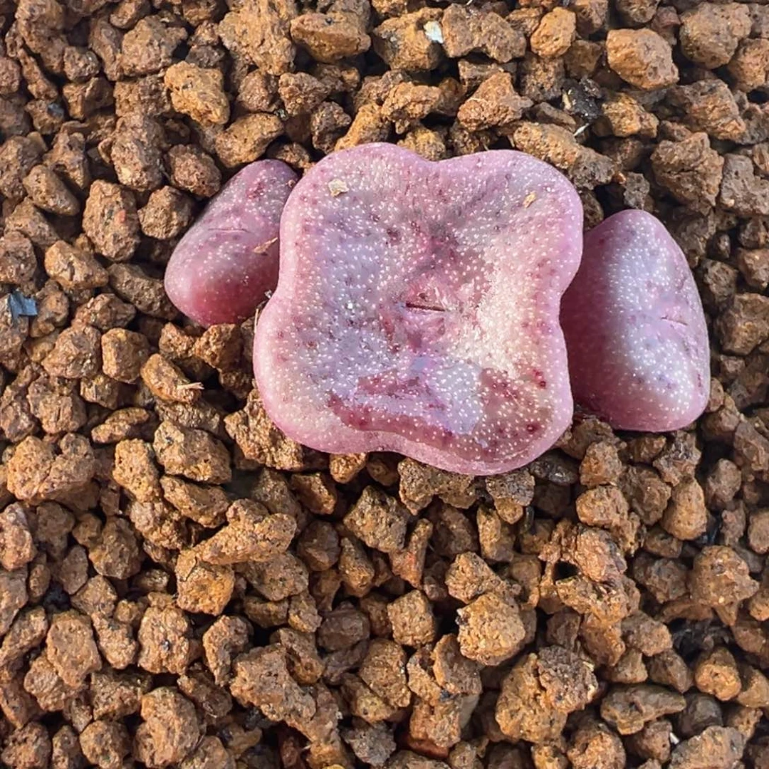 紫方碗多肉植物盆栽