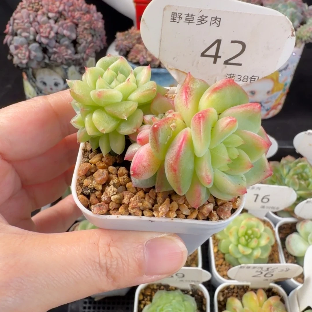 甜心t8四头群福利42号