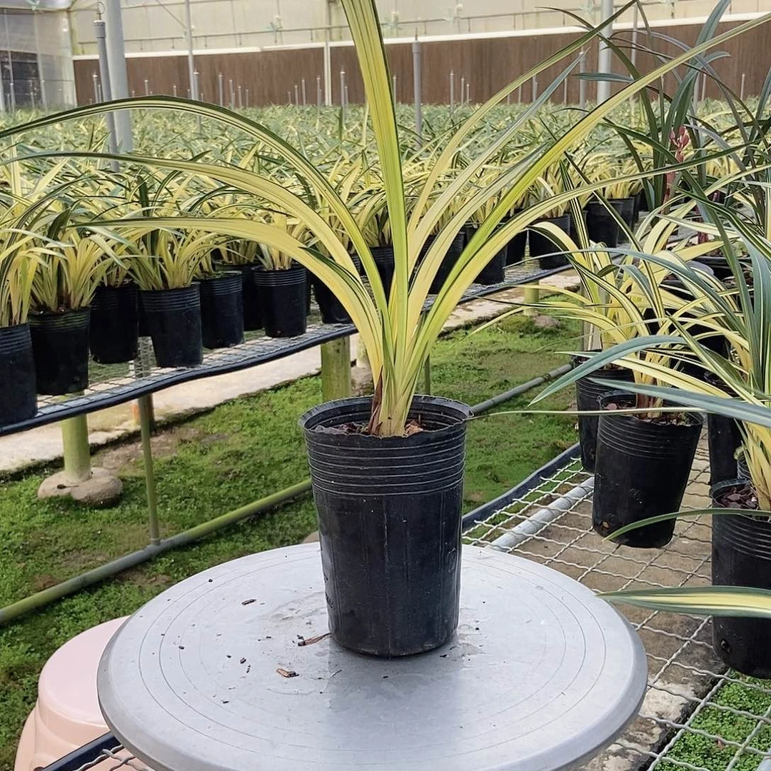 完全开放带花苞可开花