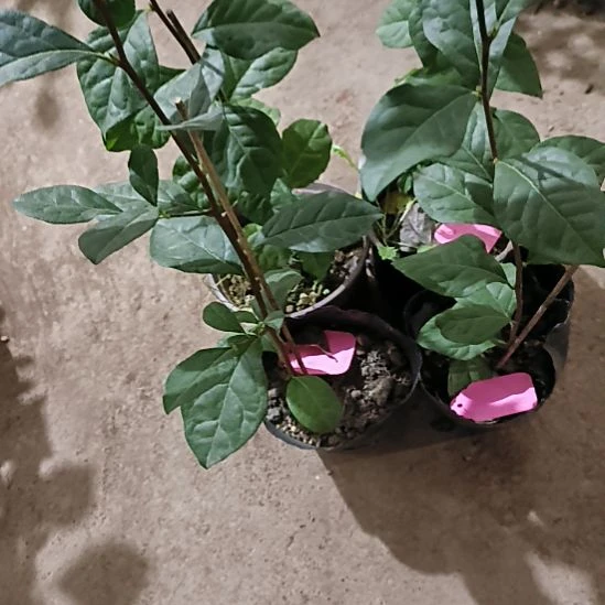 无花朵竹袍金弹子嫁接