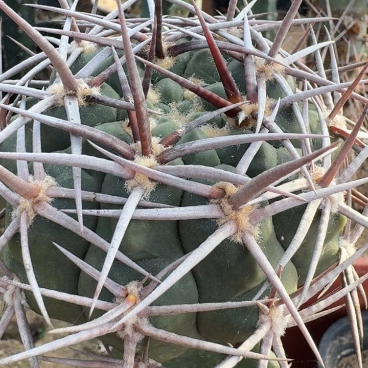 首金摩天龙666666666