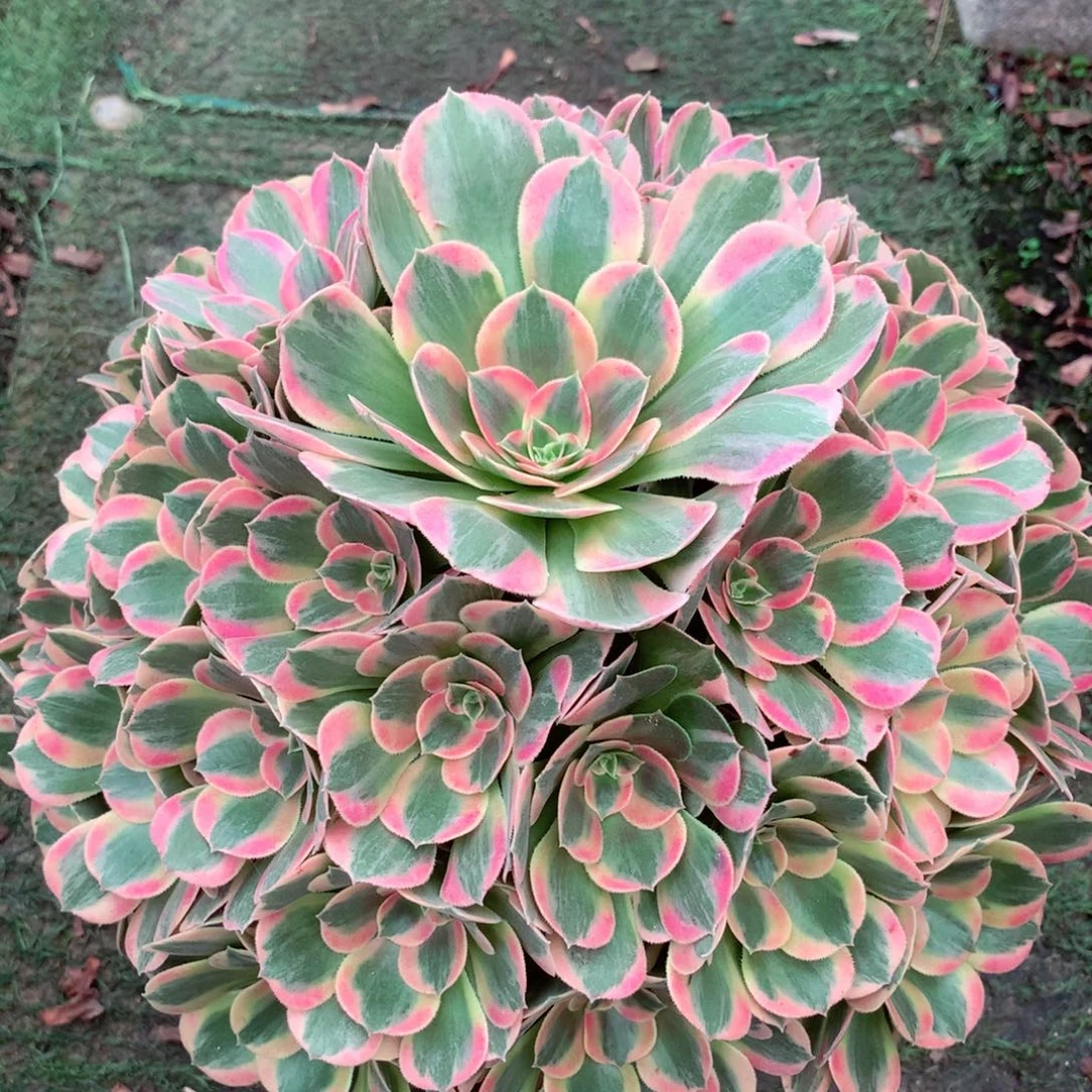 妖月捧花，多肉植物