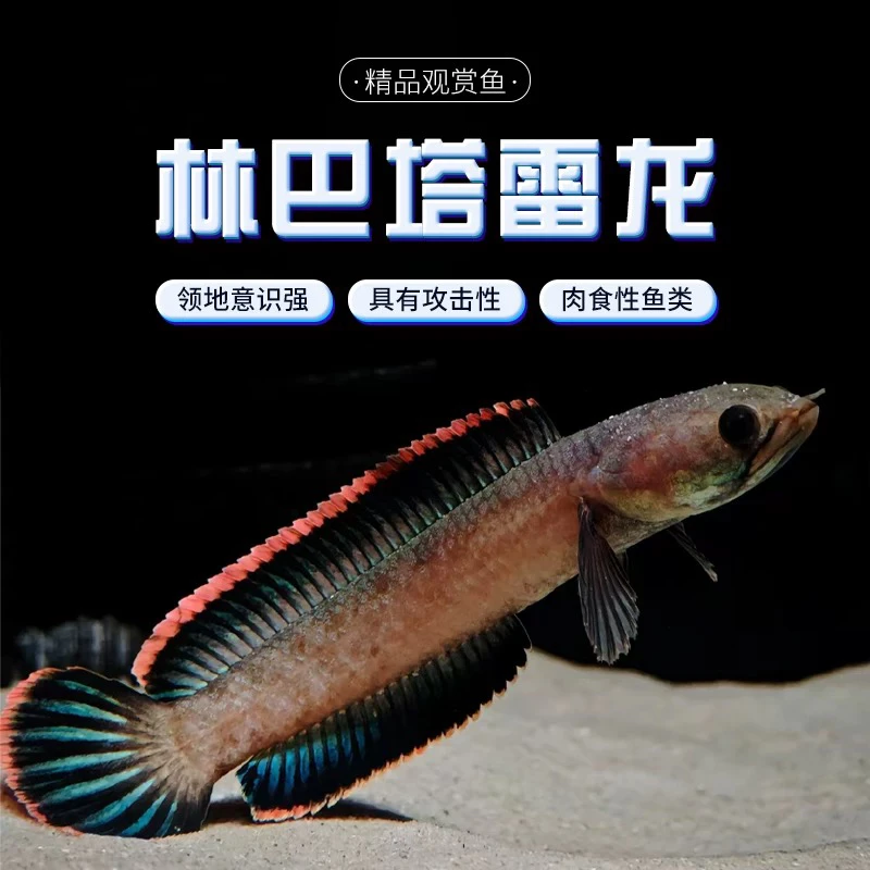 超火林巴塔雷龙鱼观赏鱼冷水活体凶猛