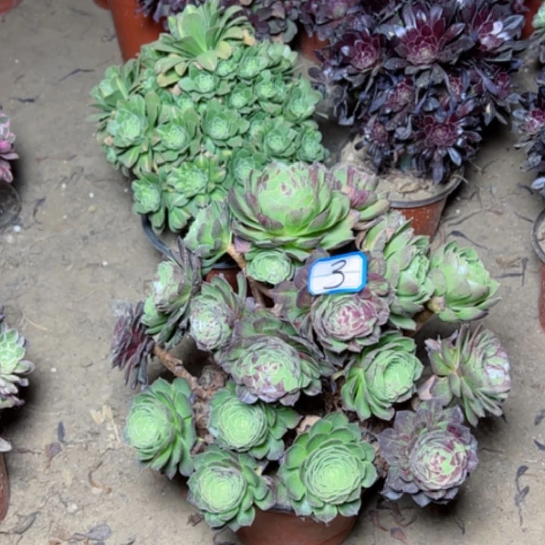 【闪购商品】多肉植物花月夜3