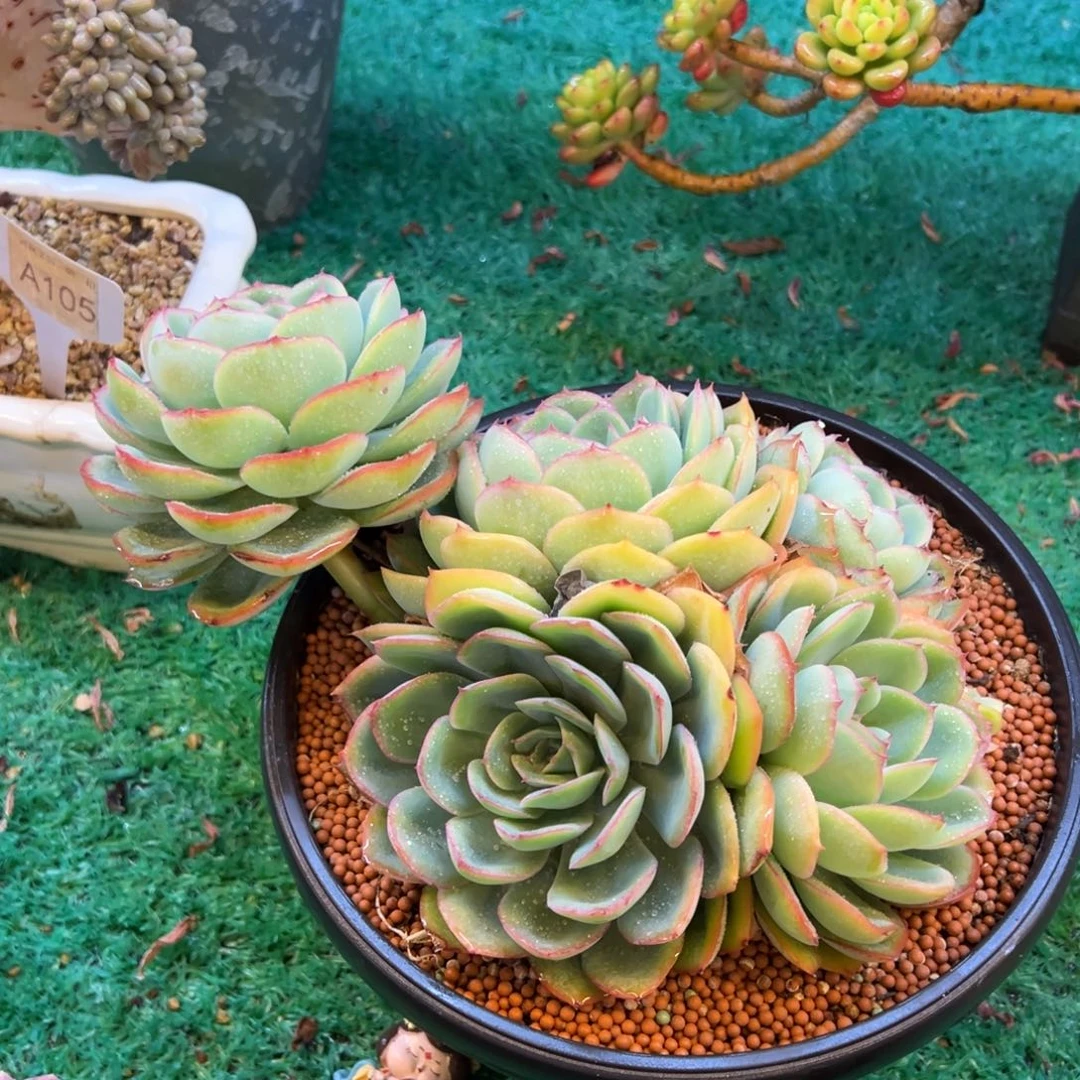 晨露时光，，，，，，，，，，，，，