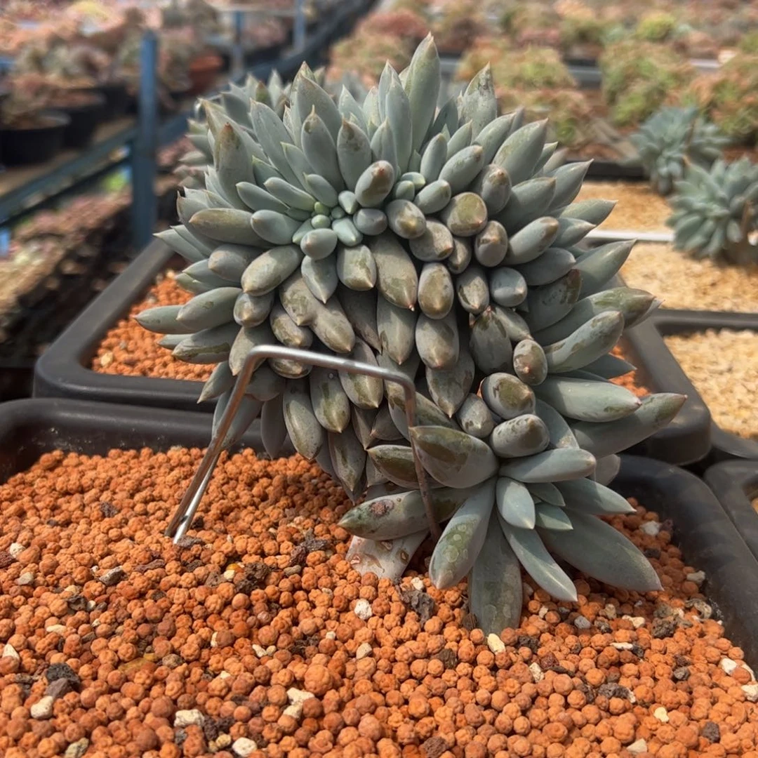 ?**?哥特萝莉缀，一物一拍