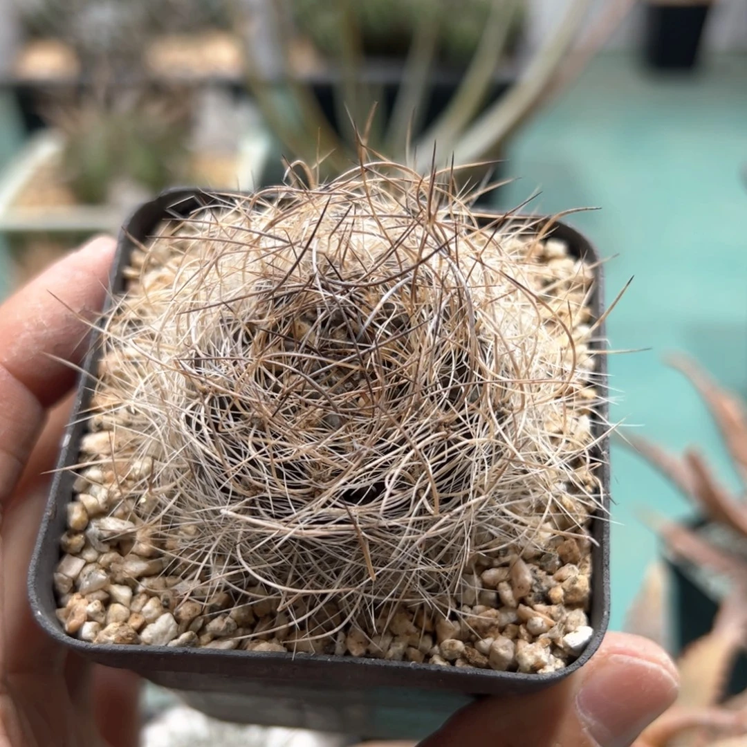 实生混乱玉 脱土发货多肉