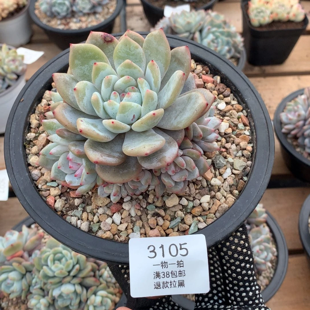 11厘米十头捧花有砍石榴籽3105
