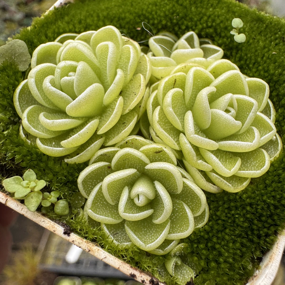 【爱丝捕虫堇】食虫植物趣味室内绿植花卉办公室盆栽好养