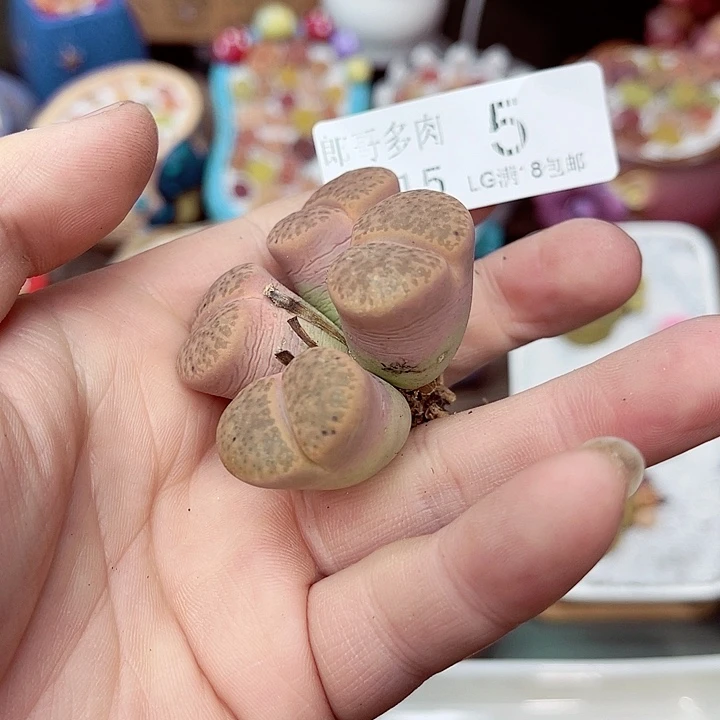 郎哥多肉生石花15-5