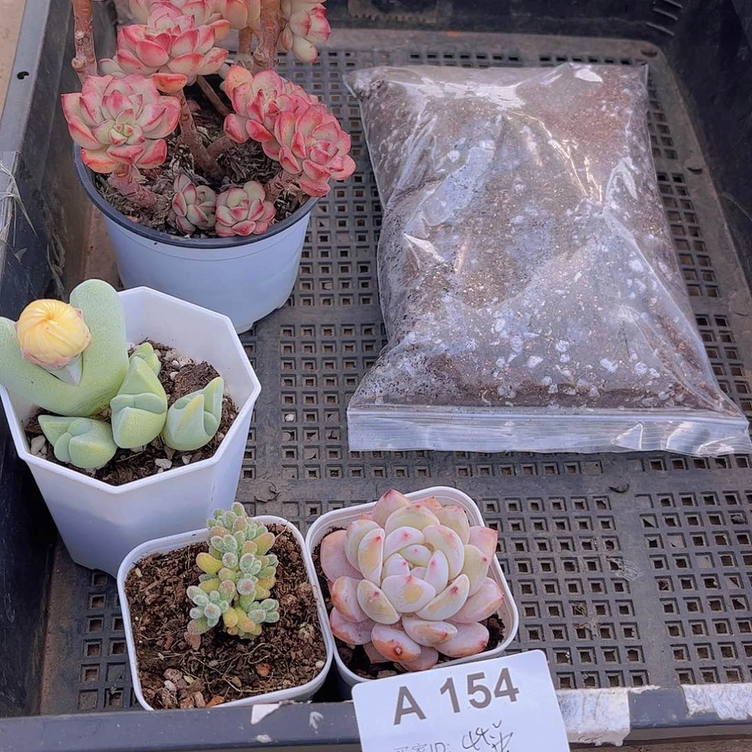 多肉154多肉植物