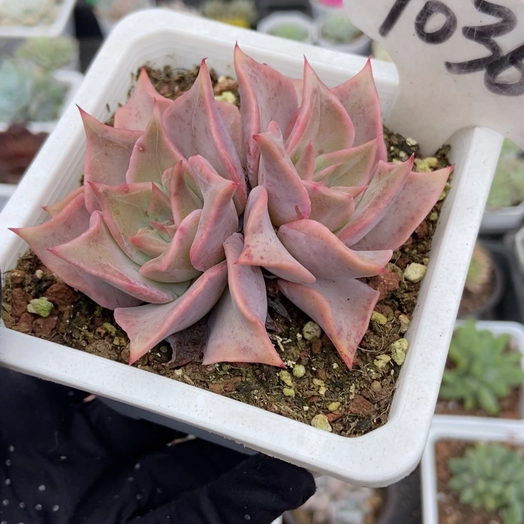 1036饺子皮多肉植物生长