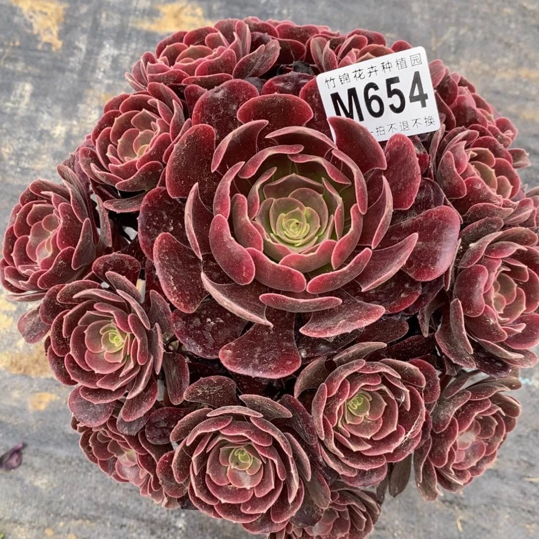 全部花朵654紫皇嫩桩小棵