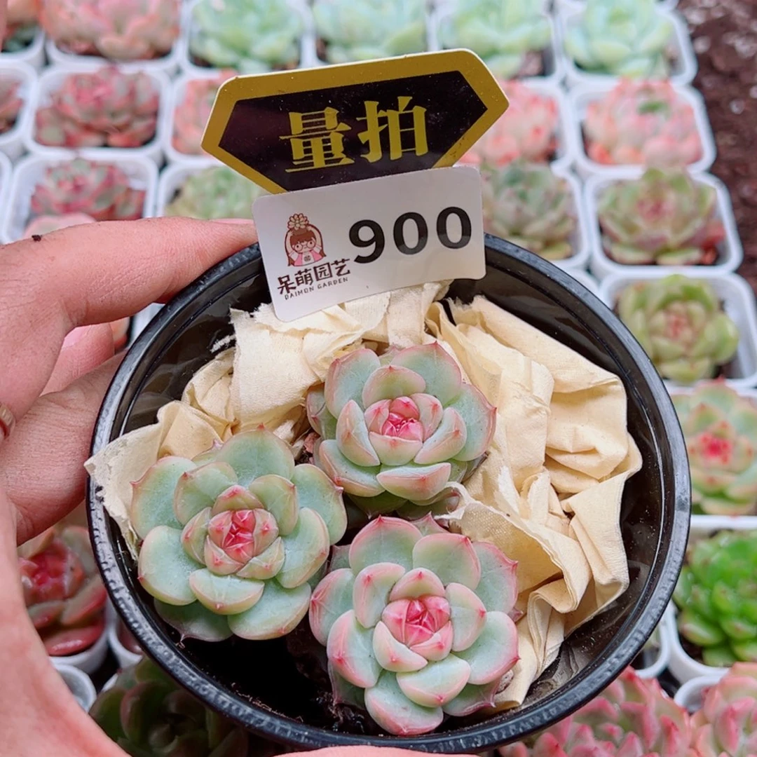 当前无花朵，栽培后可花朵