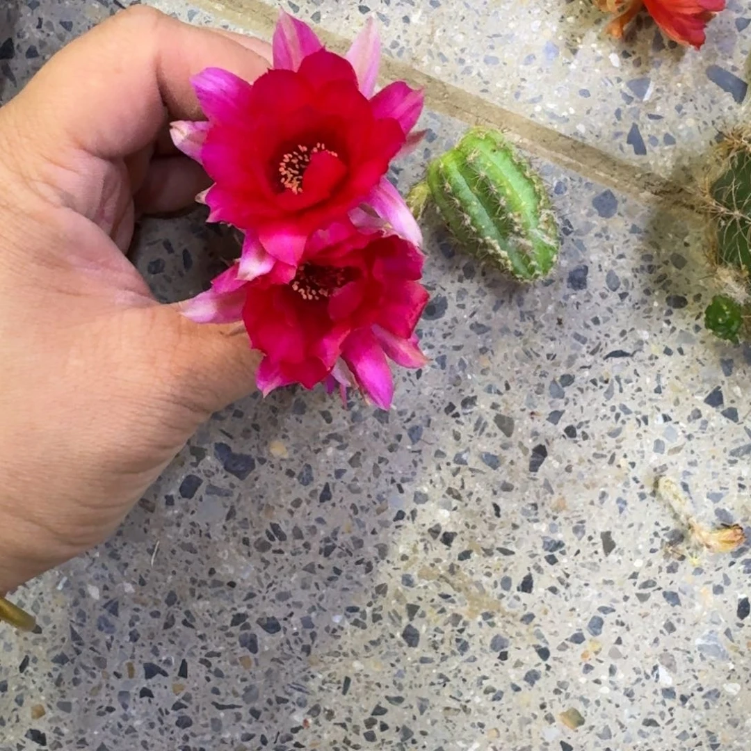 351白檀白9无根侧牙小一个，20包邮