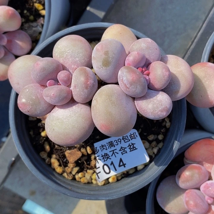 蛋黄奶6cm014多肉植物