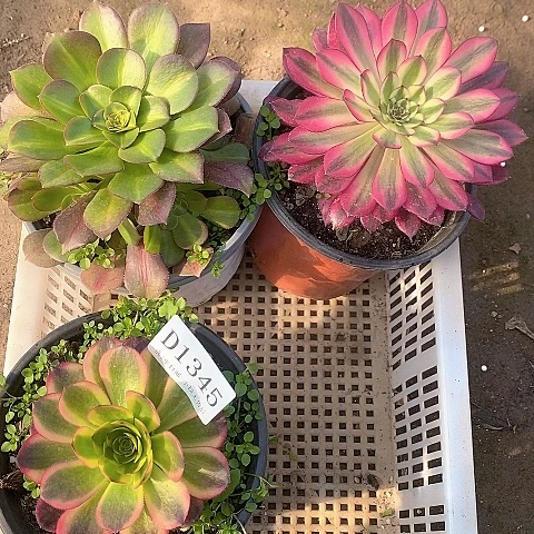 1345法师多肉3颗