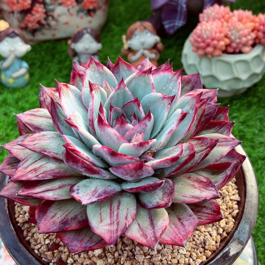 惊魂仙子单头寄养