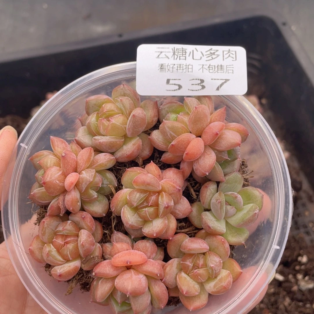 幸****x云糖心多肉植物537